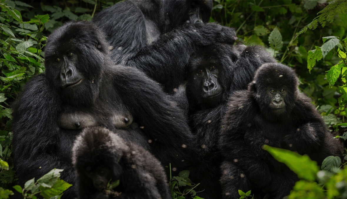 πάρκο Virunga